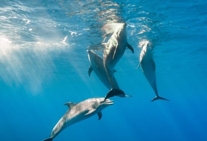 Dolphins in the water off of North Kona, HI